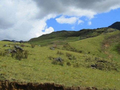 le foreste non sono scontate di mano in mano